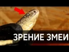 ЗРЕНИЕ ЗМЕИ / Как змея видит? / Последнее видео Арслана Валеева