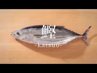 鰹（かつお）のさばき方 - How to filet Bonito -｜日本さばけるプロジェクト