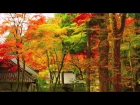 ［HD］ Autumn colors in Hakone 秋の箱根の紅葉名所　紅葉便り・花の名所案内 日本の秋