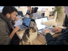 A Day at Poopy Cat Office