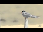 Arctic Tern / Полярная крачка / Sterna paradisaea