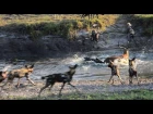 18 гиеновых собак против пятнистых гиен (18 Wild dogs vs 3 spotted Hyenas)