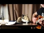A day to remember - monument acoustic cat cover