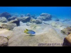 Chizumulu Island - Lake Malawi Cichlids - HD Underwater Footage
