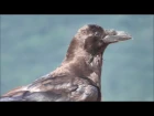 Common Raven / Ворон / Corvus corax