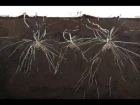 Beneath the soil - Potato tuber timelapse