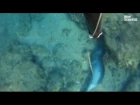 Monk seals caught napping underwater