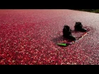 Winching A Cranberry Field! MUST SEE!