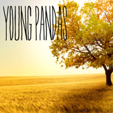 YOUNG PANDAS